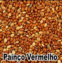 PAINÇO VERMELHO