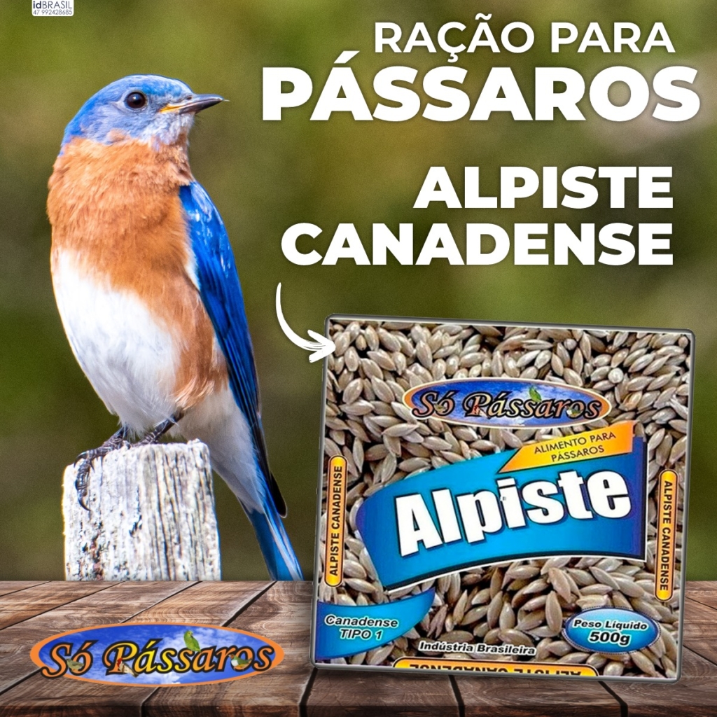 Alpiste Canadense