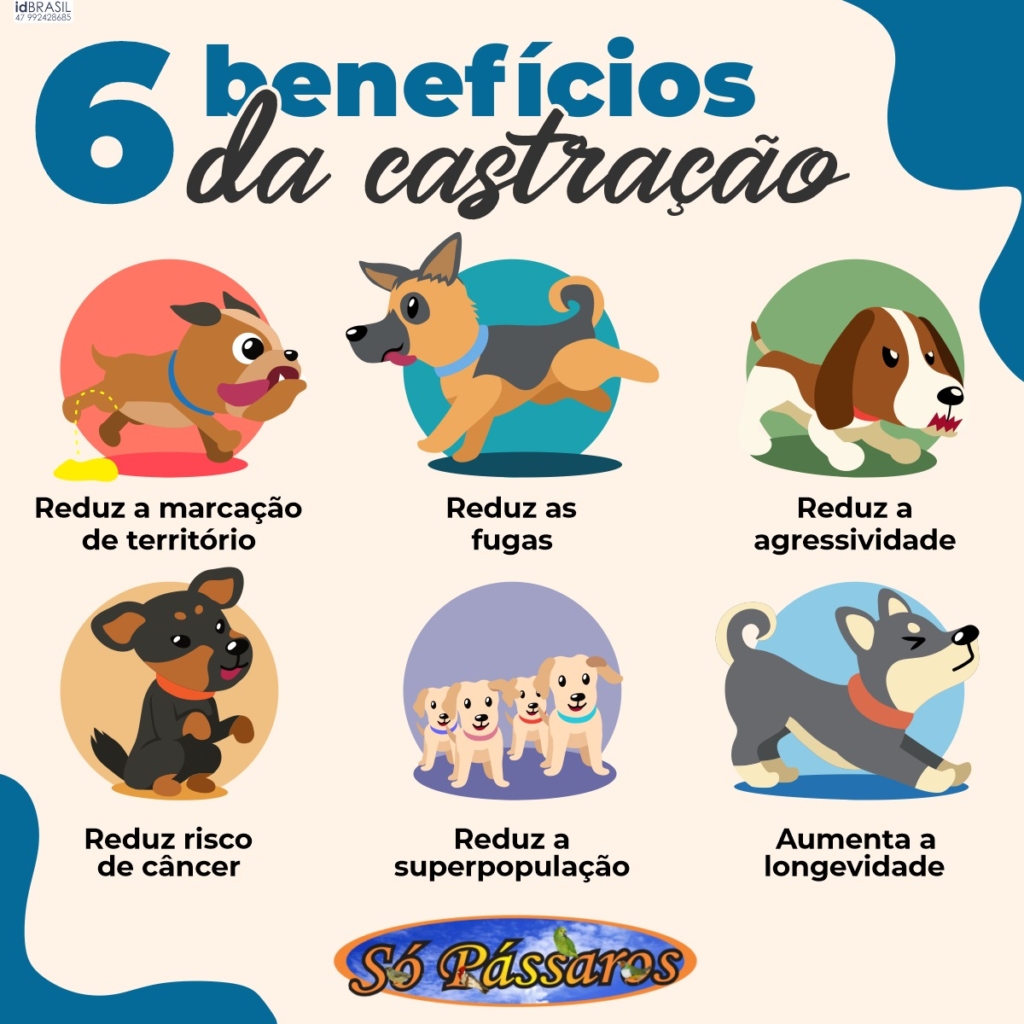 6 Benefícios da Castração